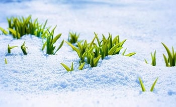 snow-vegetables.jpg