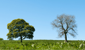 Os Custos e Riscos da Mudança Mal Gerenciada