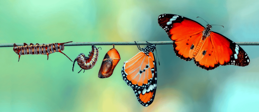 caterpillar-transforms-into-butterfly-analogy-for-change-process